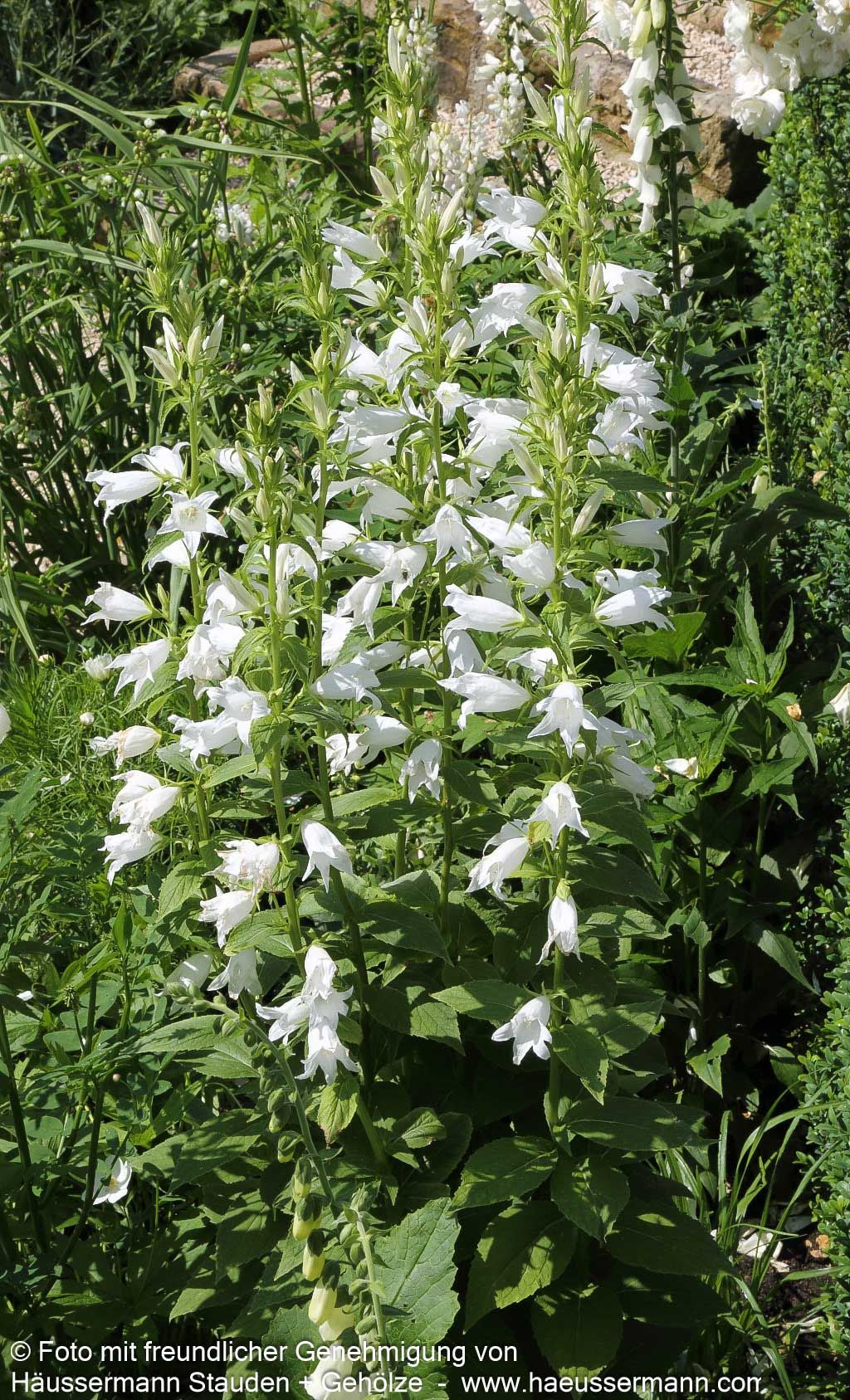 Großblütige Wald-Glockenblume 'Alba' (Campanula latifolia var.macrantha)
