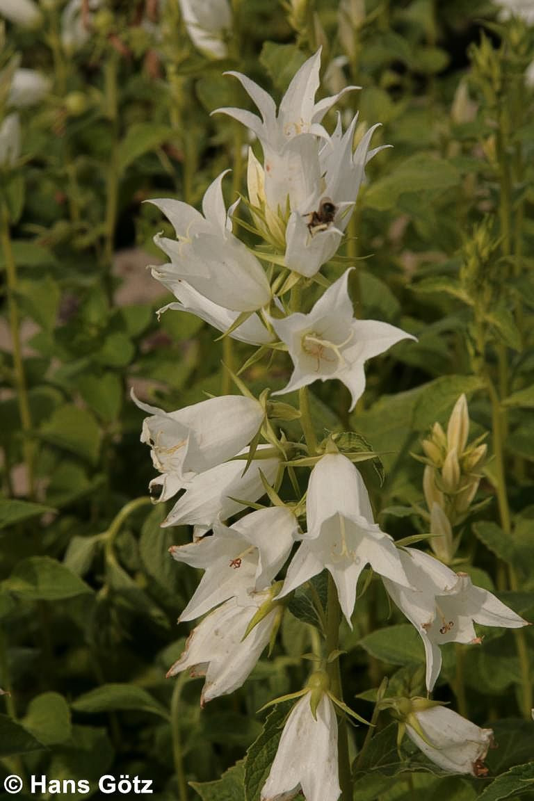 Großblütige Wald-Glockenblume 'Alba' (Campanula latifolia var.macrantha)