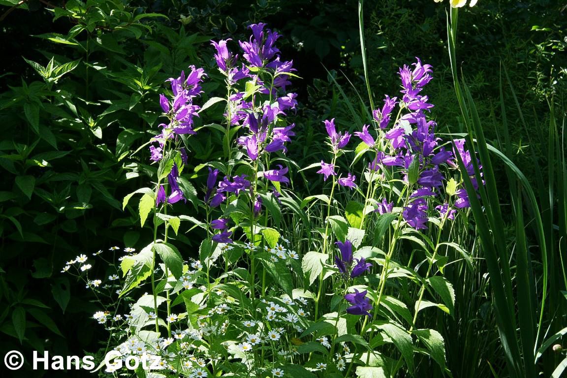 Großblütige Wald-Glockenblume (Campanula latifolia var.macrantha)