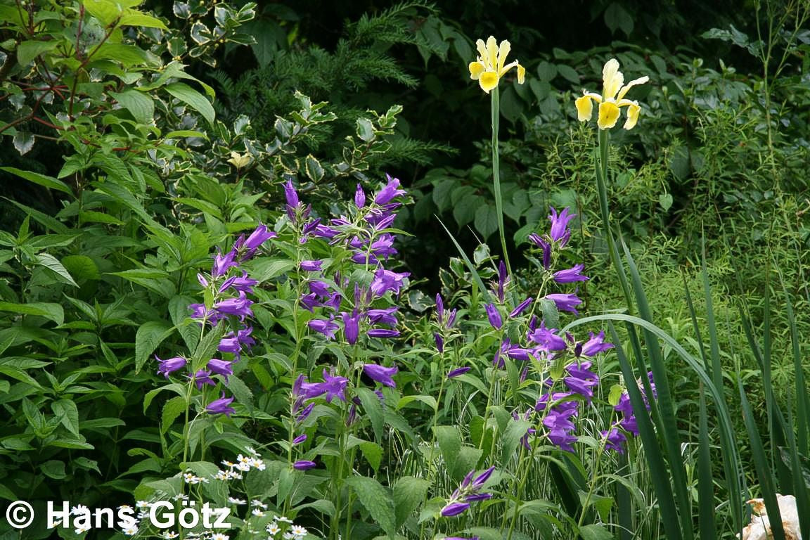 Großblütige Wald-Glockenblume (Campanula latifolia var.macrantha)