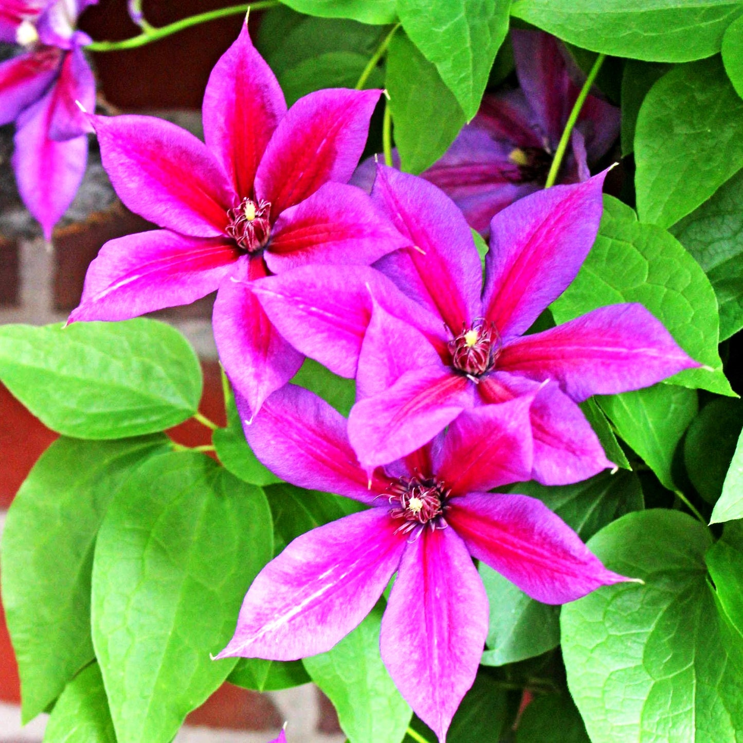 Großblütige Waldrebe 'Barbara Jackman' (Clematis x cult.)
