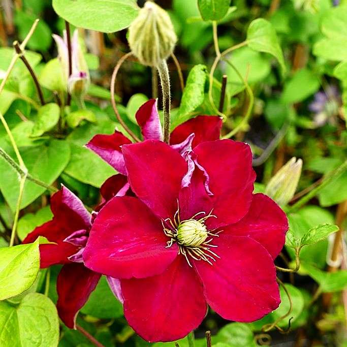 Großblütige Waldrebe 'Charmaine' (Clematis x cult.)