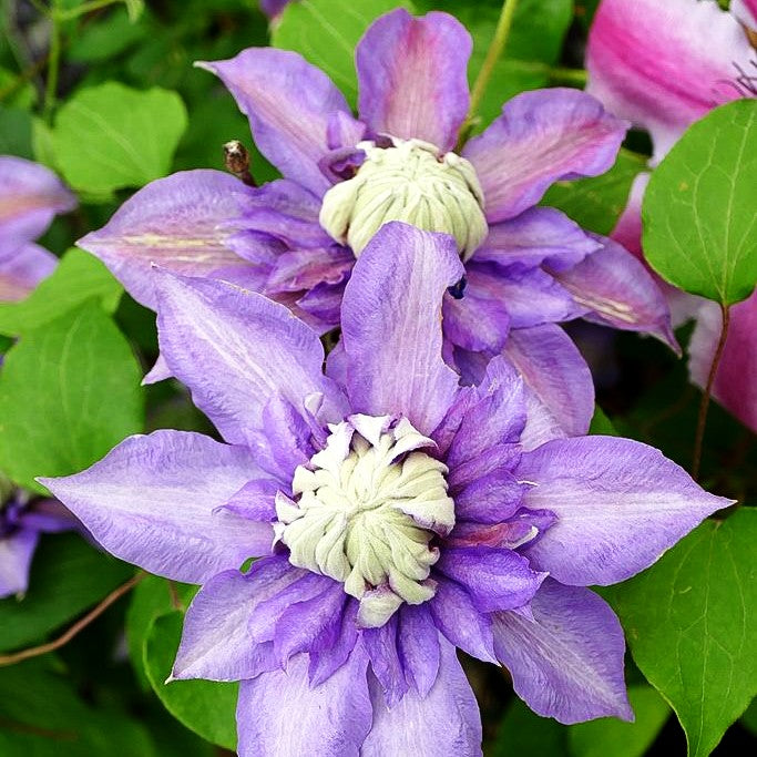 Großblütige Waldrebe 'Diamanthia' (Clematis x cult.)