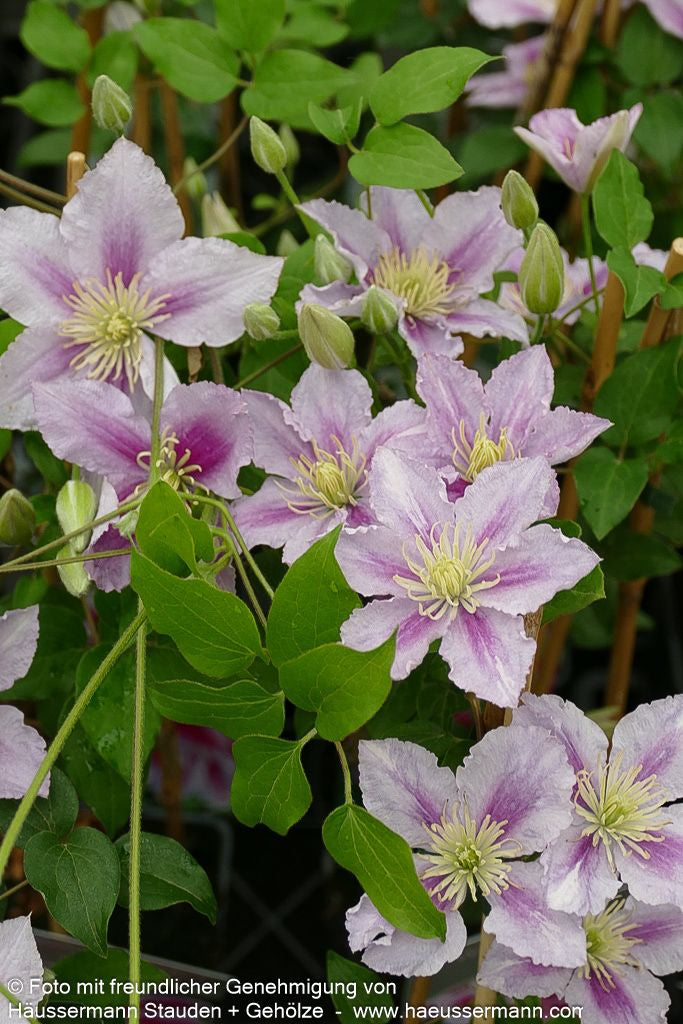 Großblütige Waldrebe 'Dr. Ruppel' (Clematis x cult.)