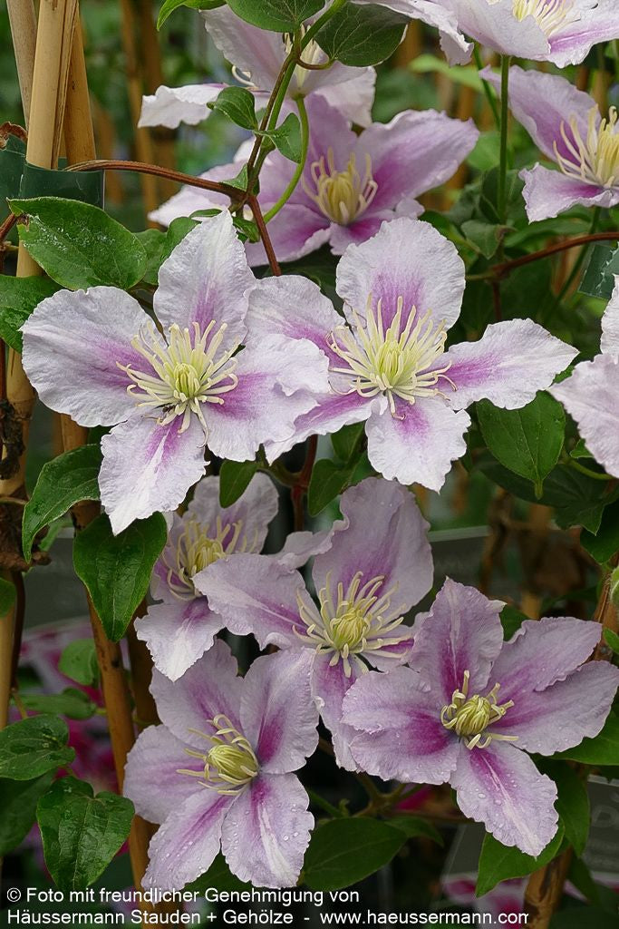 Großblütige Waldrebe 'Dr. Ruppel' (Clematis x cult.)