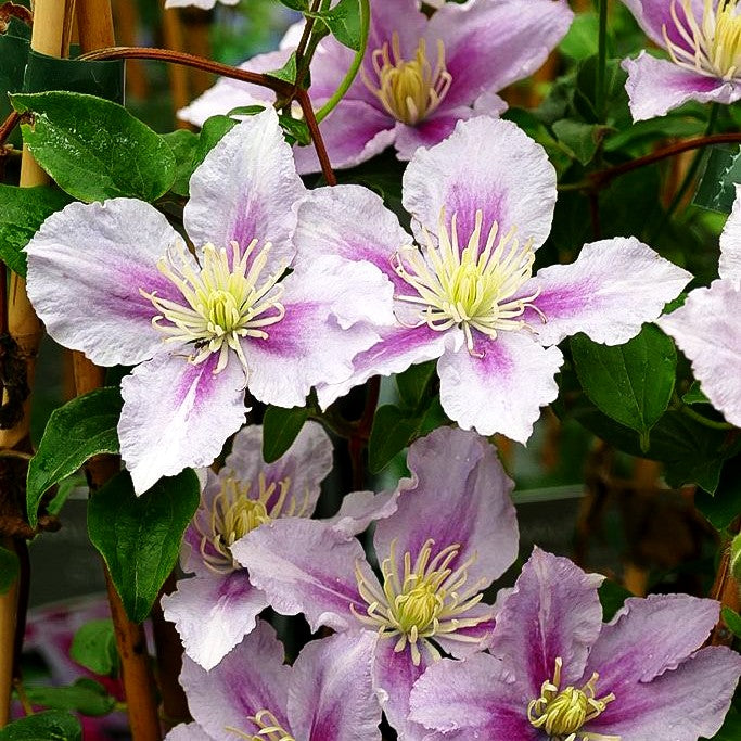 Großblütige Waldrebe 'Dr. Ruppel' (Clematis x cult.)