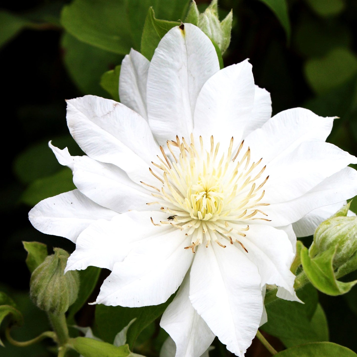 Großblütige Waldrebe 'Duchess of Edinburgh' (Clematis x cult.)