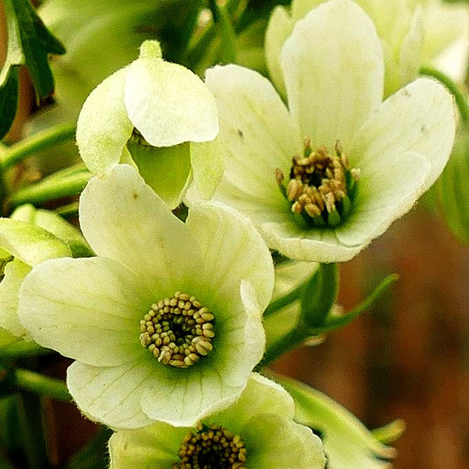 Großblütige Waldrebe 'Early Sensation' (Clematis x cult.)