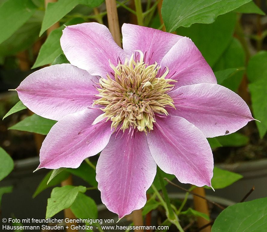Großblütige Waldrebe 'Empress' (Clematis x cult.)