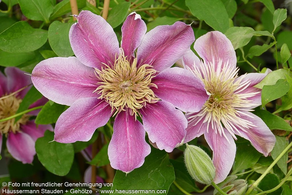Großblütige Waldrebe 'Empress' (Clematis x cult.)