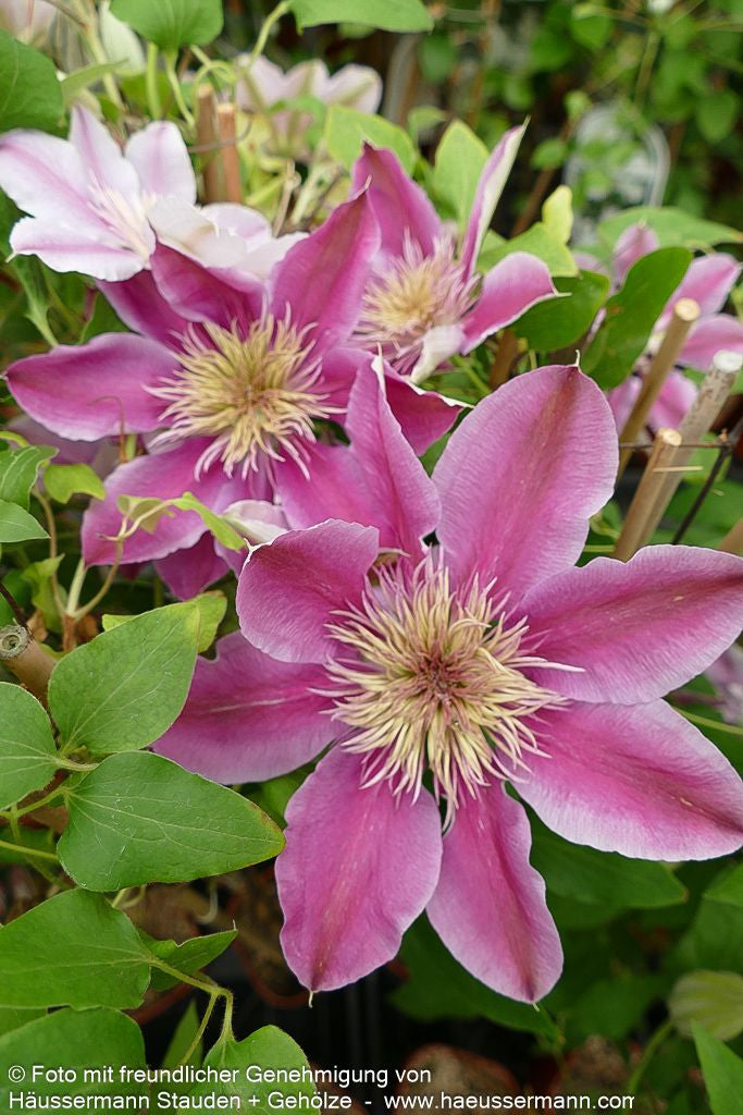 Großblütige Waldrebe 'Empress' (Clematis x cult.)