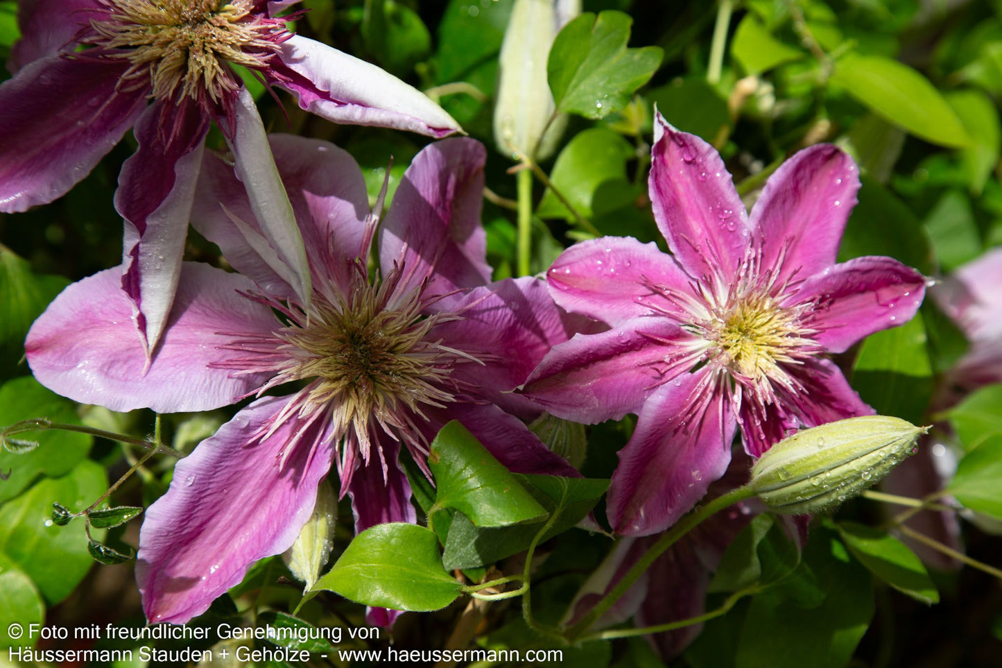 Großblütige Waldrebe 'Empress' (Clematis x cult.)