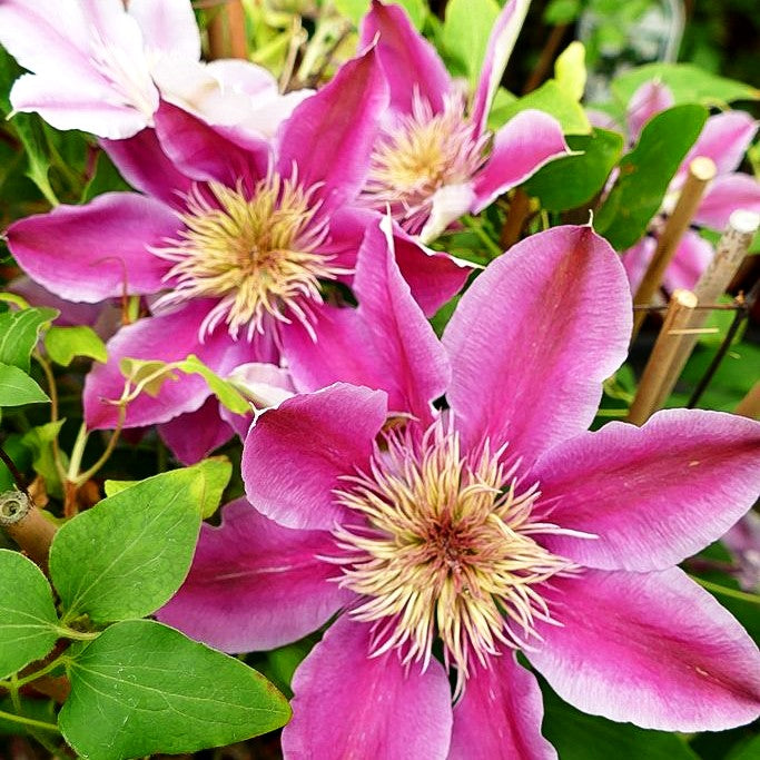 Großblütige Waldrebe 'Empress' (Clematis x cult.)
