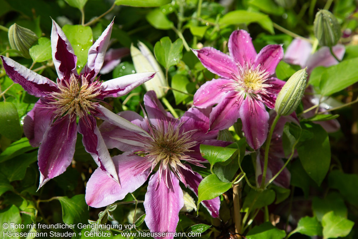 Großblütige Waldrebe 'Empress' (Clematis x cult.)