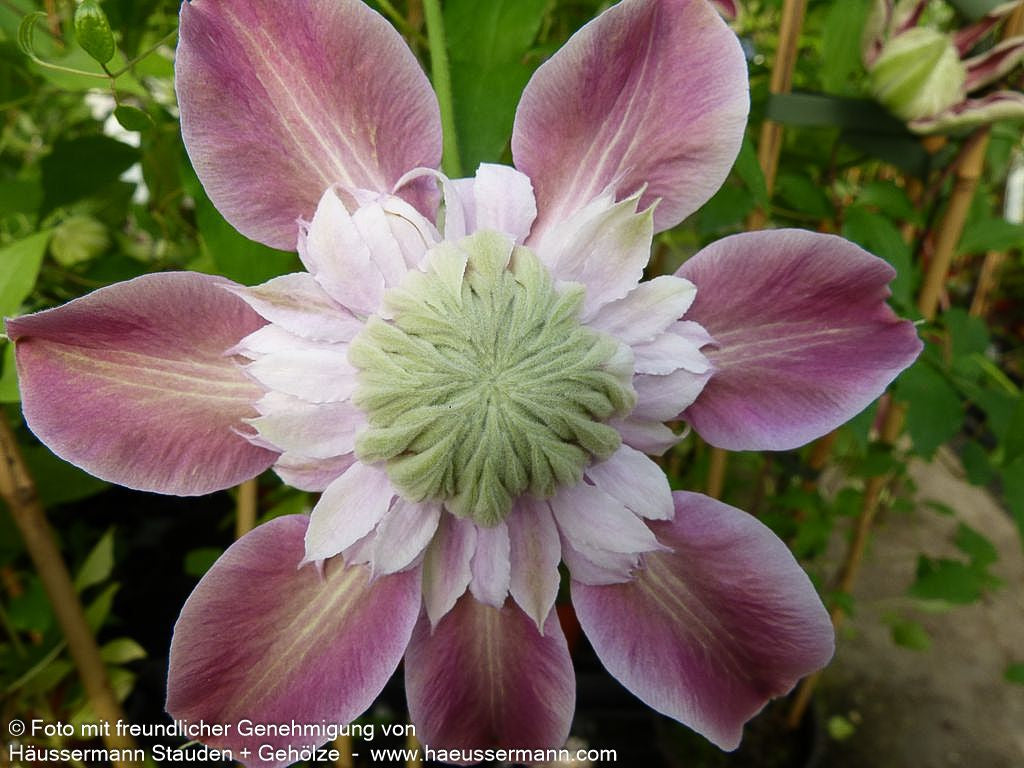 Großblütige Waldrebe 'Empress' (Clematis x cult.)