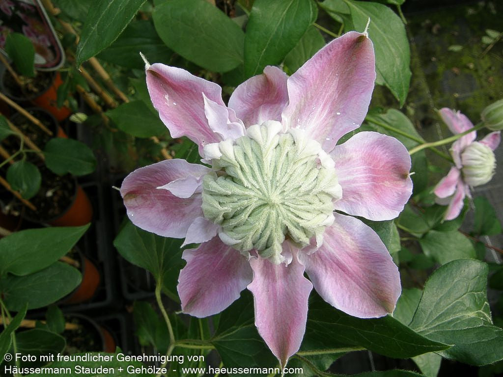Großblütige Waldrebe 'Empress' (Clematis x cult.)