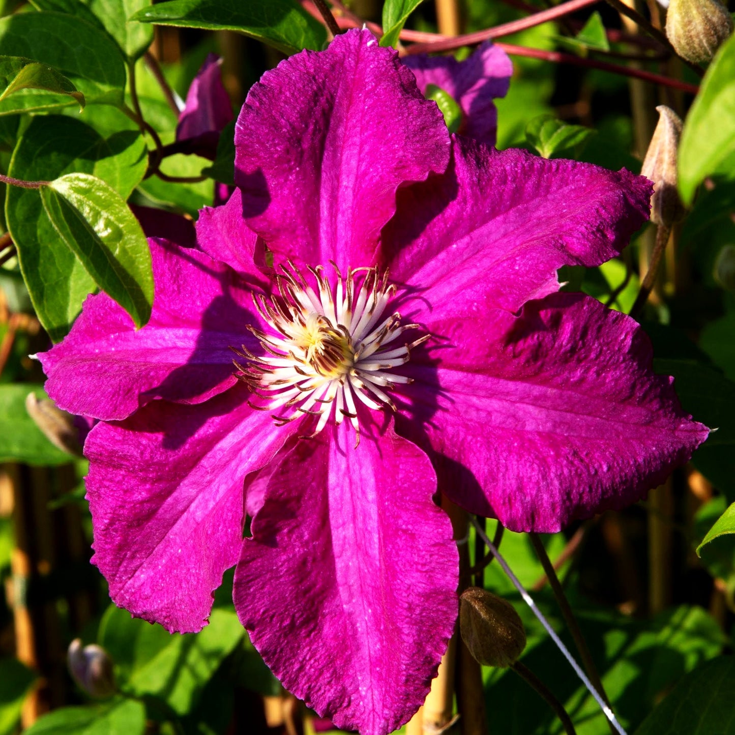 Großblütige Waldrebe 'Ernest Markham' (Clematis x cult.)
