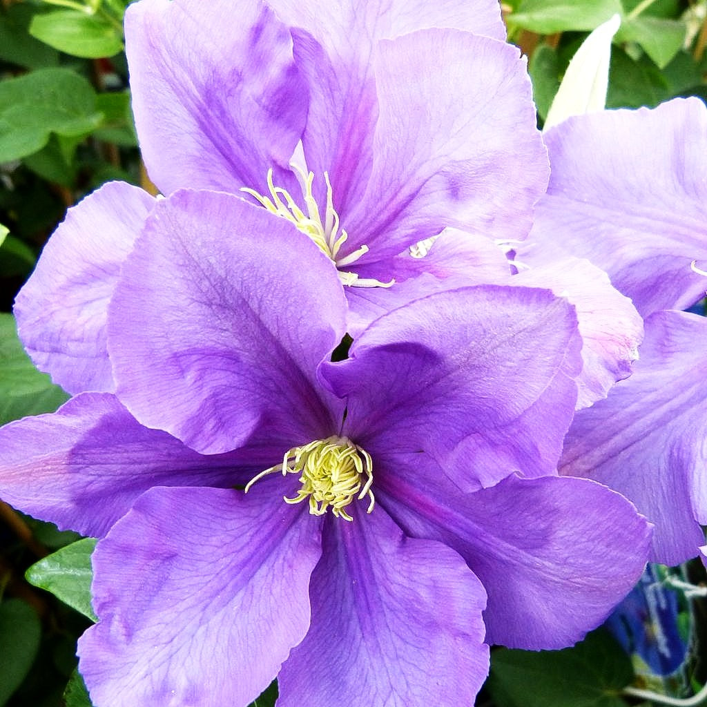 Großblütige Waldrebe 'General Sikorski' (Clematis x cult.)