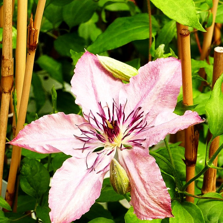 Großblütige Waldrebe 'Giselle' (Clematis x cult.)
