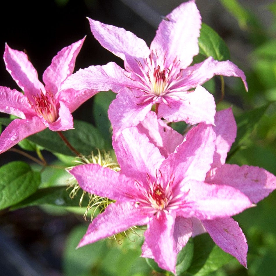 Großblütige Waldrebe 'Hagley Hybrid' (Clematis x cult.)