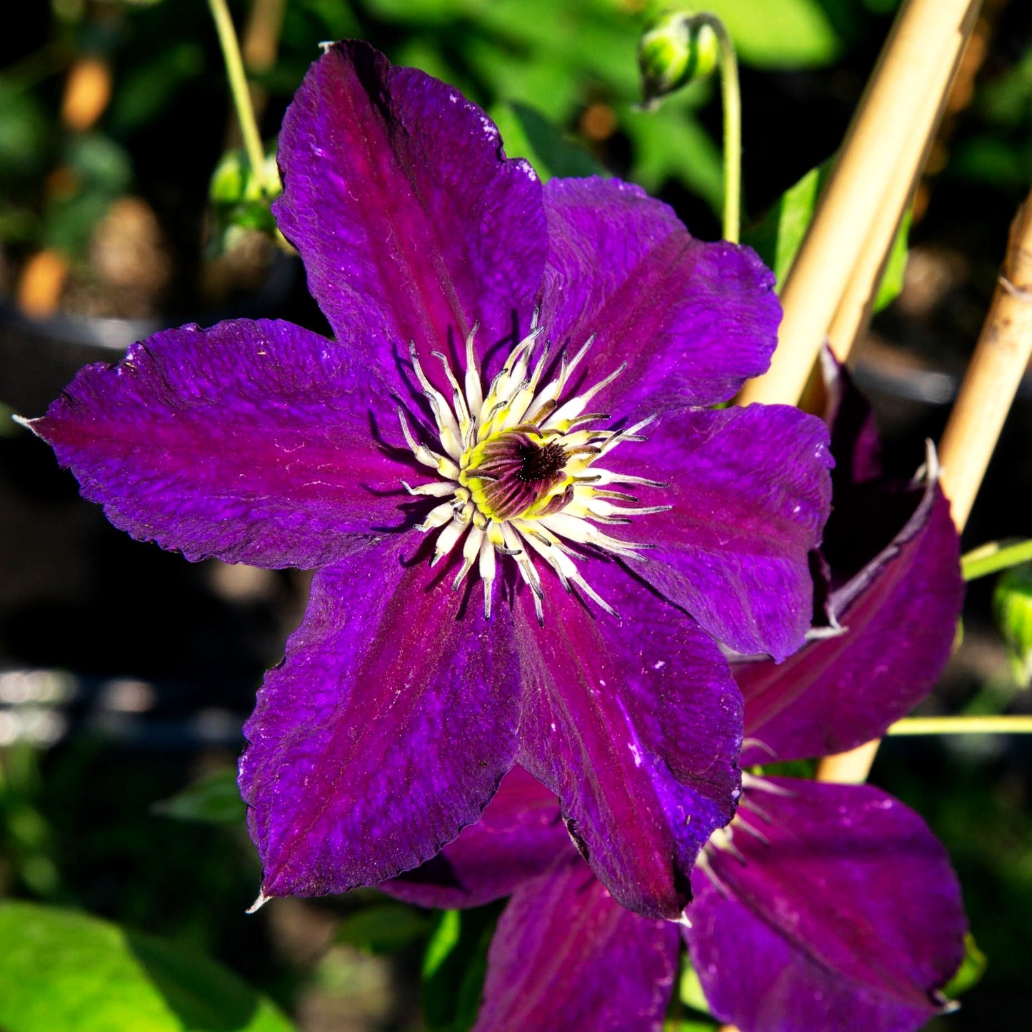 Großblütige Waldrebe 'Happy Birthday' (Clematis x cult.)