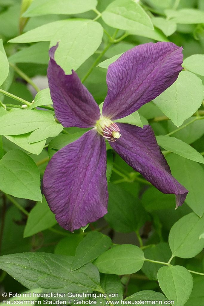 Großblütige Waldrebe 'Jackmanii' (Clematis x cult.)