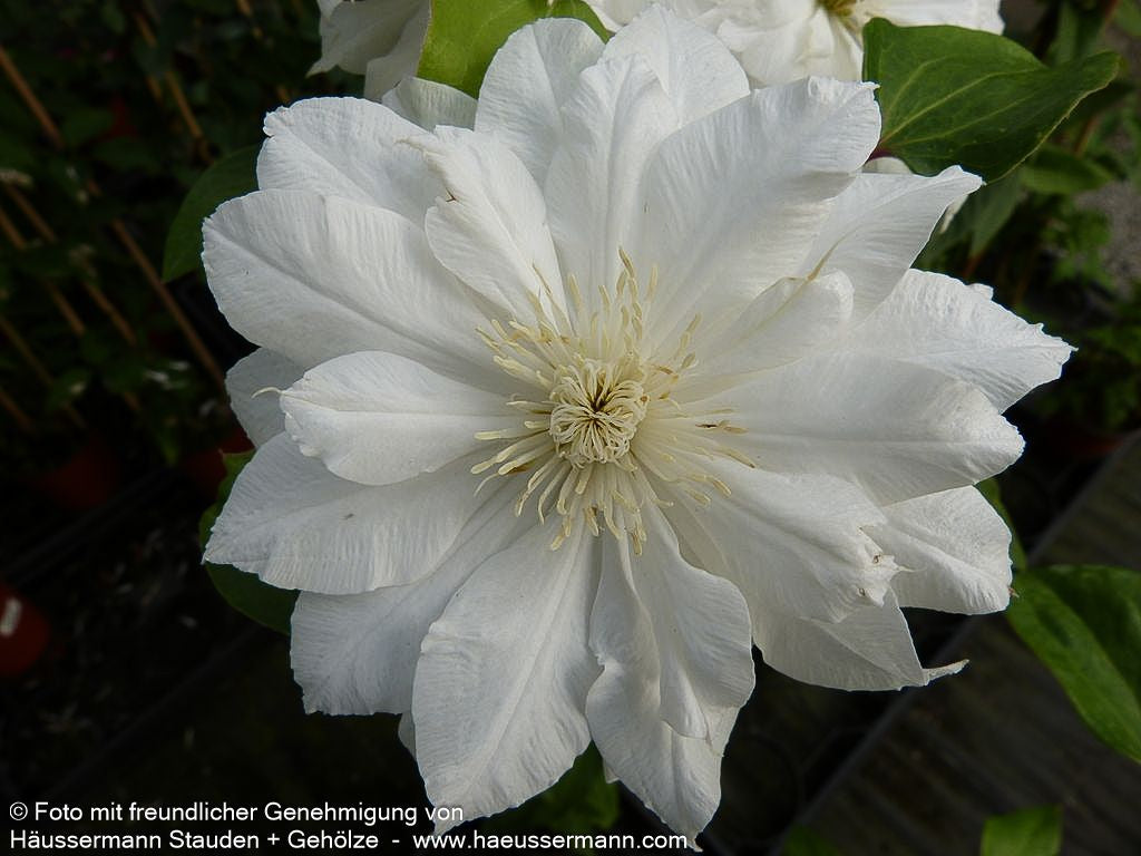 Großblütige Waldrebe 'Josephine' (Clematis x cult.)