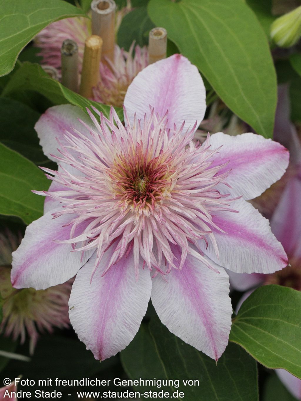 Großblütige Waldrebe 'Josephine' (Clematis x cult.)