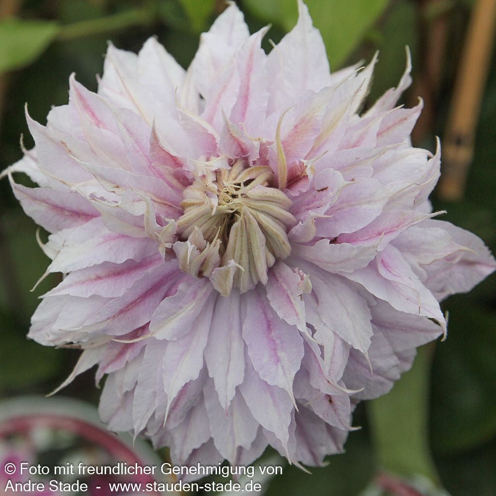 Großblütige Waldrebe 'Josephine' (Clematis x cult.)