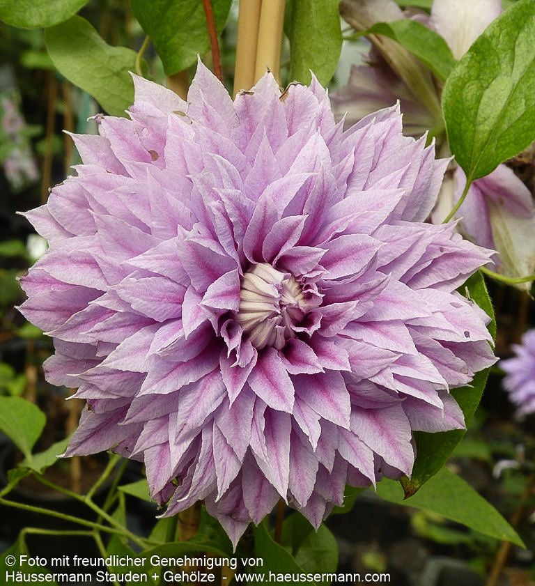 Großblütige Waldrebe 'Josephine' (Clematis x cult.)