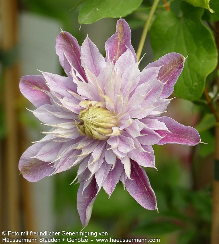 Großblütige Waldrebe 'Josephine' (Clematis x cult.)