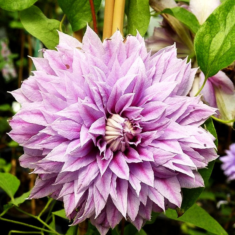 Großblütige Waldrebe 'Josephine' (Clematis x cult.)