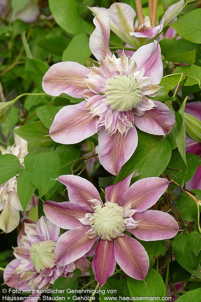 Großblütige Waldrebe 'Josephine' (Clematis x cult.)