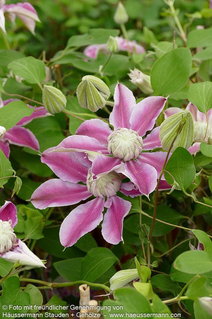 Großblütige Waldrebe 'Josephine' (Clematis x cult.)