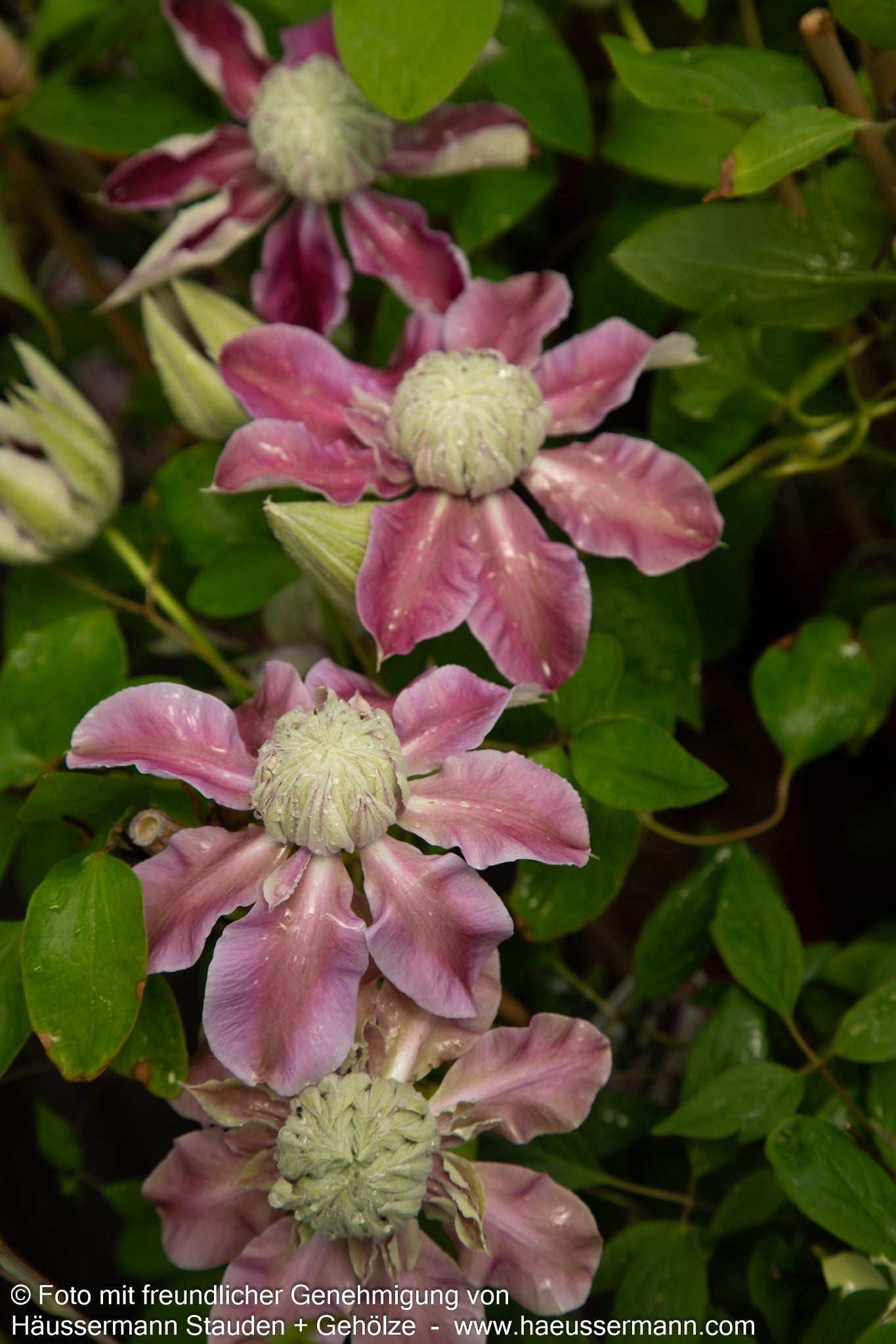 Großblütige Waldrebe 'Josephine' (Clematis x cult.)
