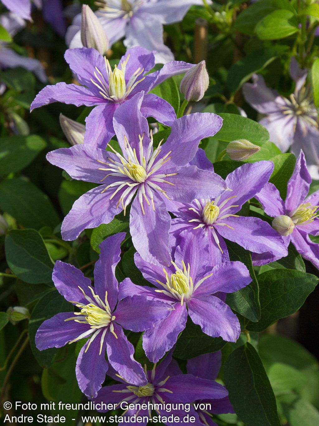 Großblütige Waldrebe 'Justa' (Clematis x cult.)