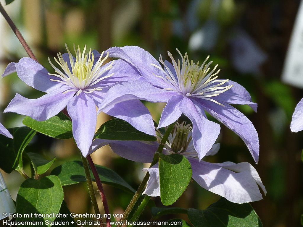 Großblütige Waldrebe 'Justa' (Clematis x cult.)