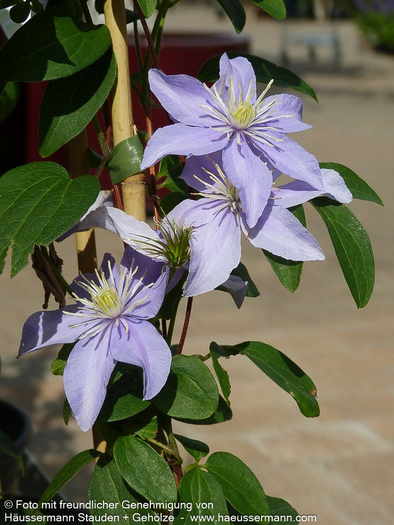 Großblütige Waldrebe 'Justa' (Clematis x cult.)