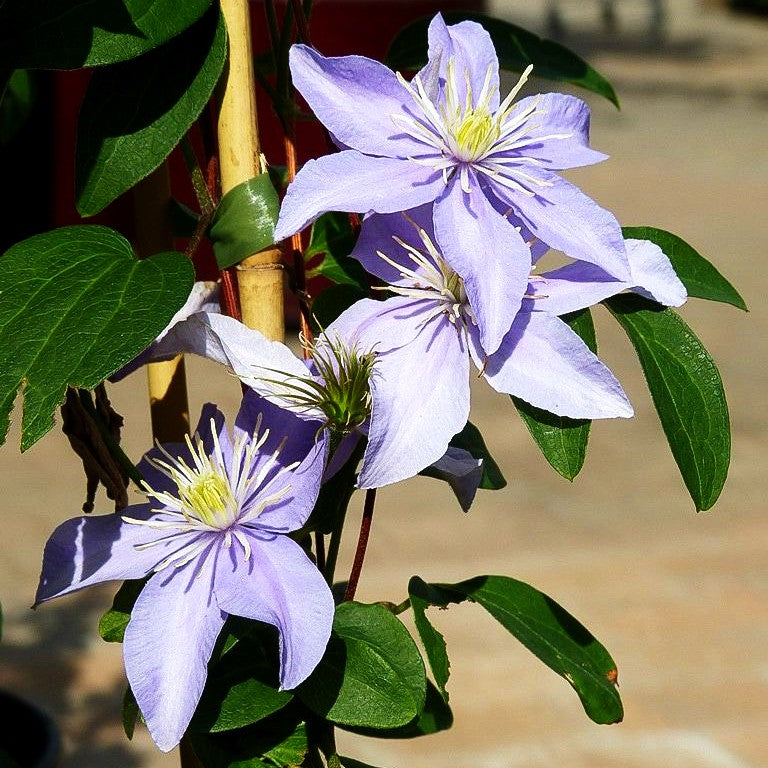 Großblütige Waldrebe 'Justa' (Clematis x cult.)