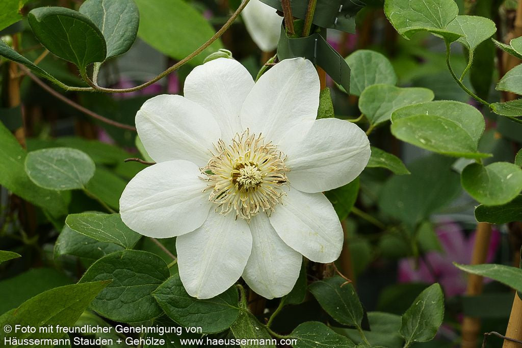 Großblütige Waldrebe 'Madame Le Coultre' (Clematis x cult.)