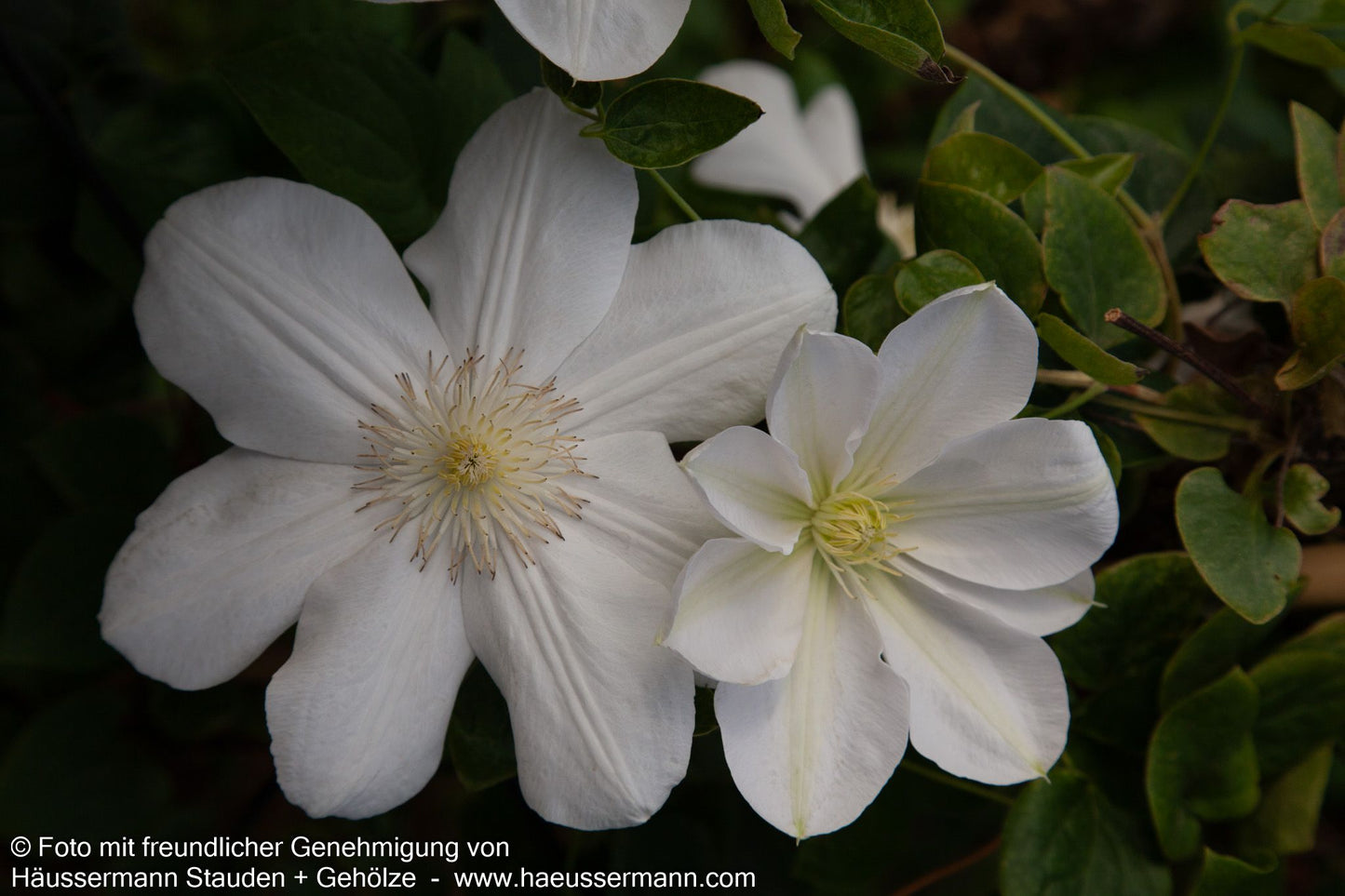 Großblütige Waldrebe 'Madame Le Coultre' (Clematis x cult.)