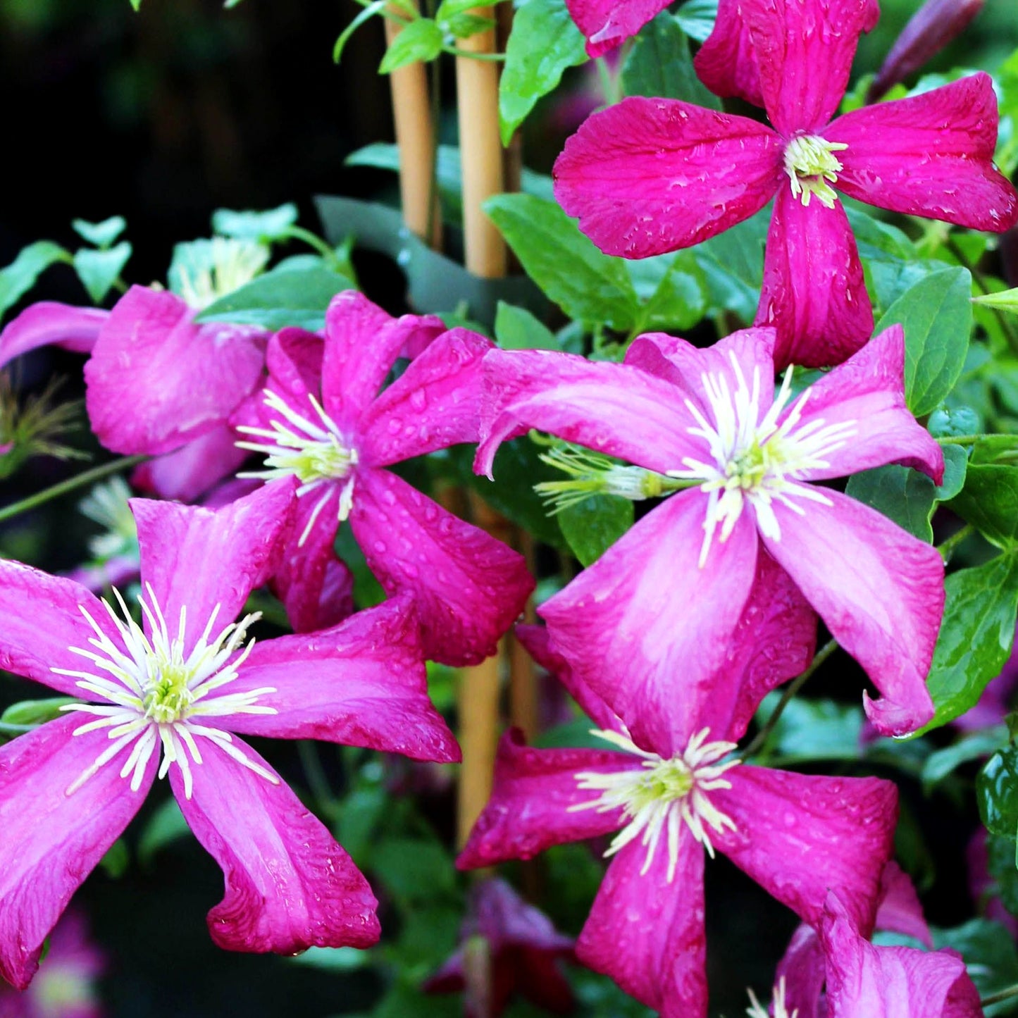 Großblütige Waldrebe 'Margot Koster' (Clematis x cult.)