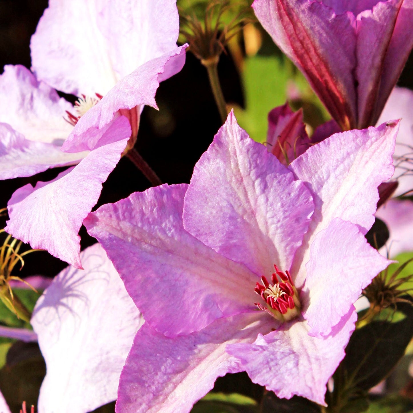 Großblütige Waldrebe 'Margret Hunt' (Clematis x cult.)