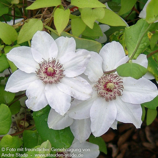 Großblütige Waldrebe 'Miss Bateman' (Clematis x cult.)