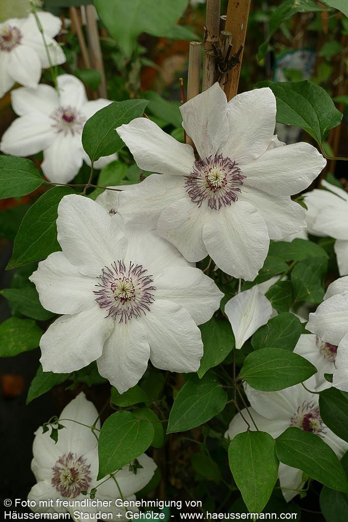Großblütige Waldrebe 'Miss Bateman' (Clematis x cult.)