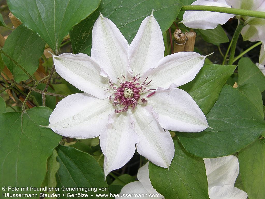 Großblütige Waldrebe 'Miss Bateman' (Clematis x cult.)