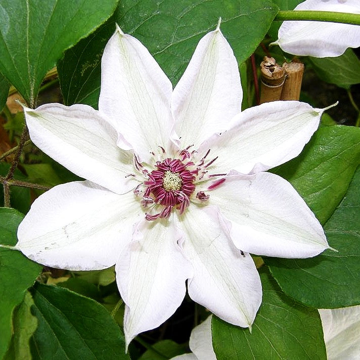 Großblütige Waldrebe 'Miss Bateman' (Clematis x cult.)