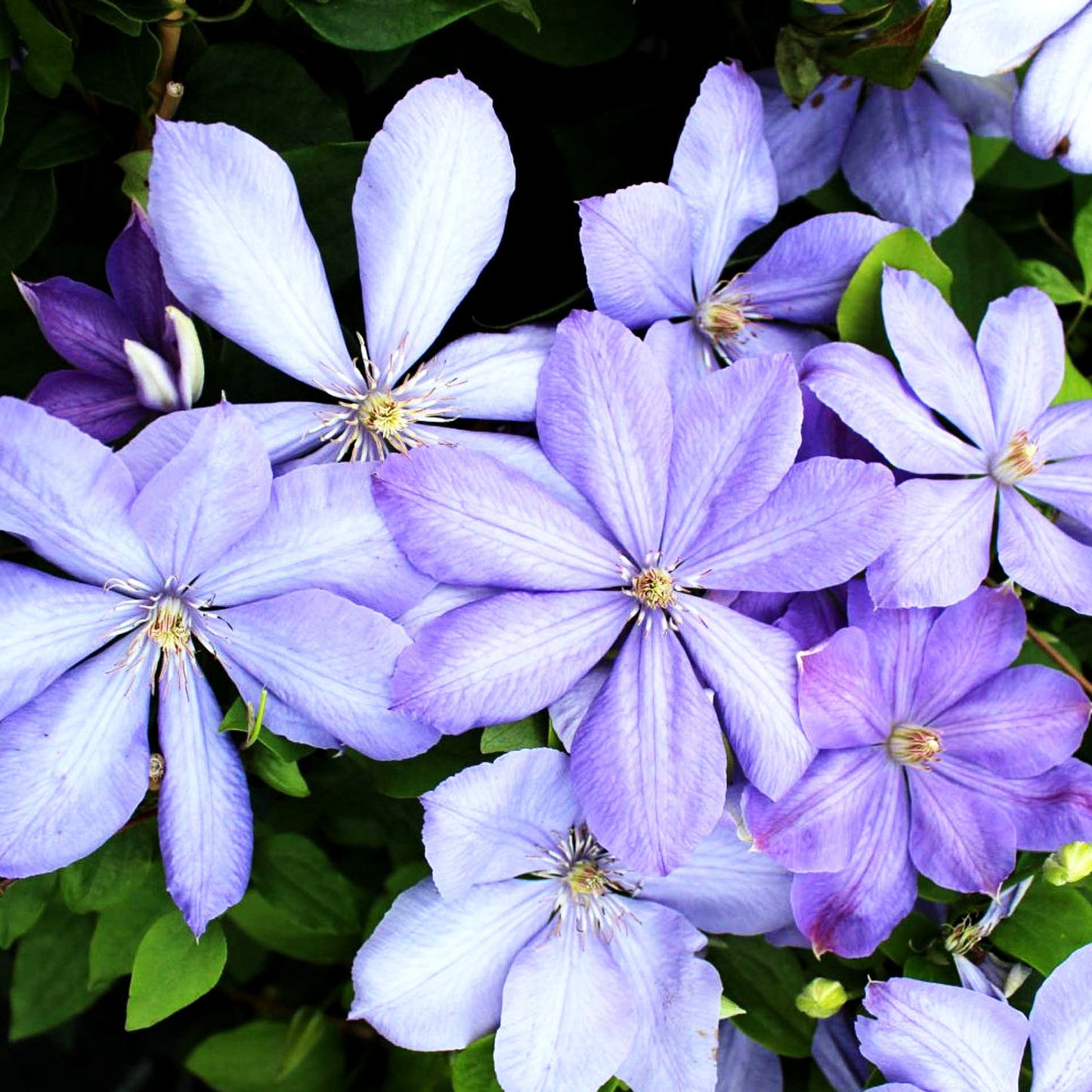 Großblütige Waldrebe 'Mrs.Cholmondeley' (Clematis x cult.)