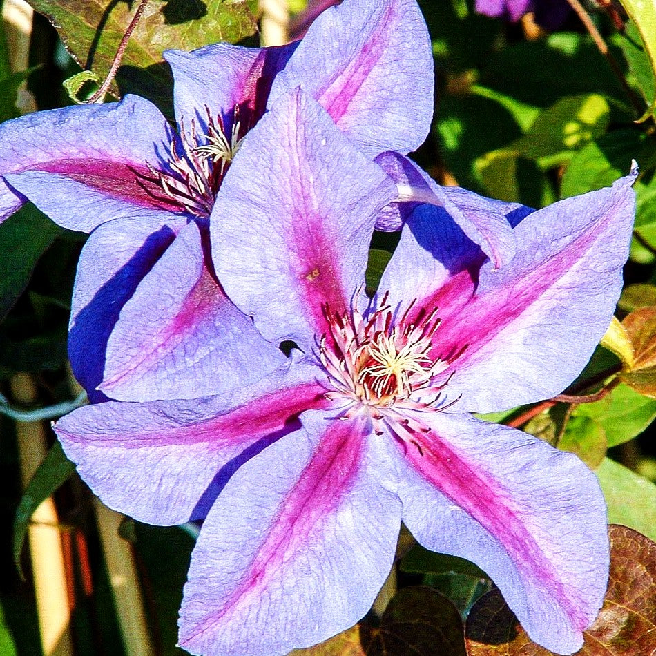 Großblütige Waldrebe 'Mrs.N.Thompson' (Clematis x cult.)