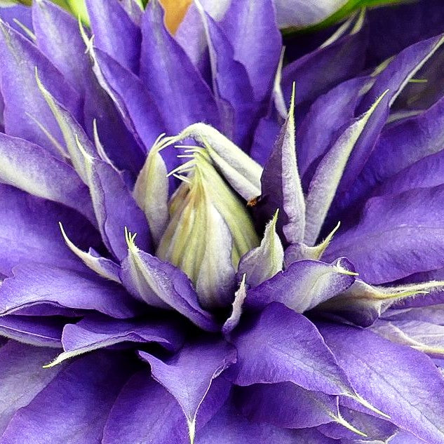 Großblütige Waldrebe 'Multi Blue' (Clematis x cult.)
